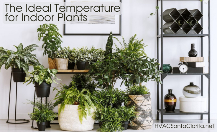 House and Indoor Plants Temperature Guide