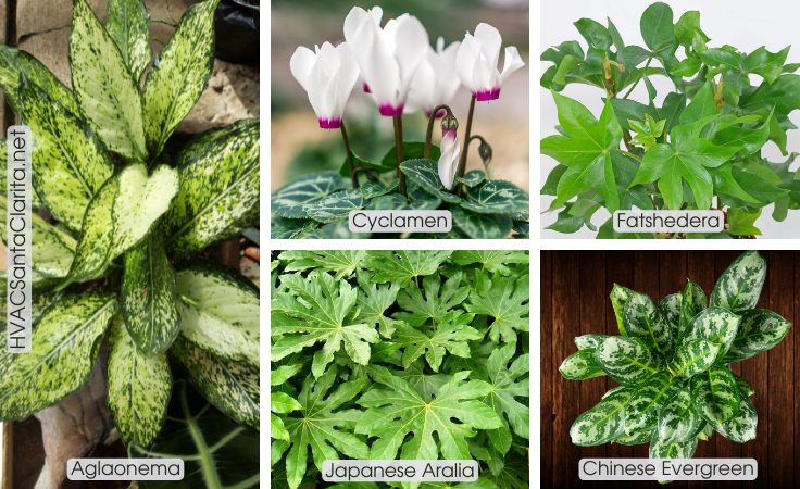 How temperature effects houseplants