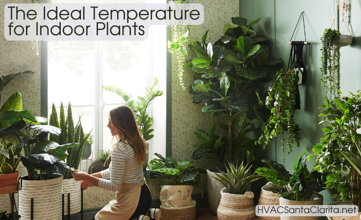 House and Indoor Plants Temperature Guide