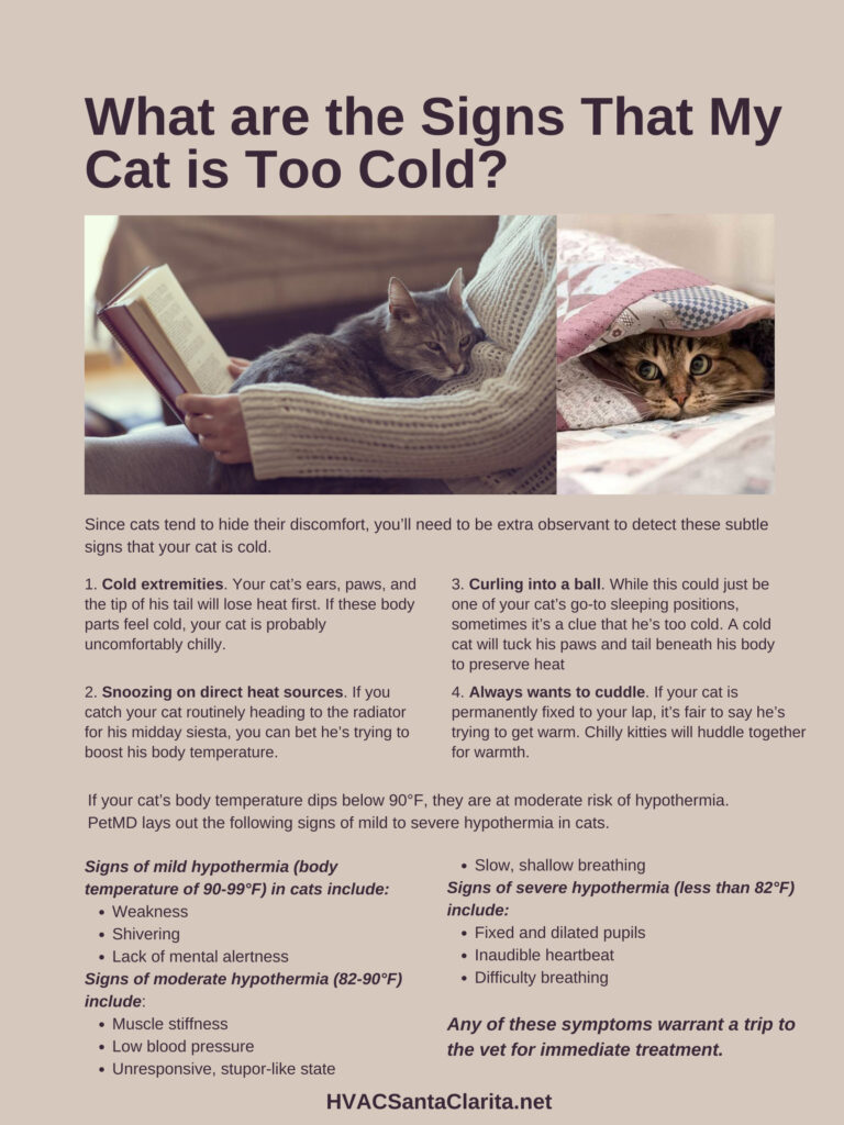 How Cold is Too Cold for Cats?