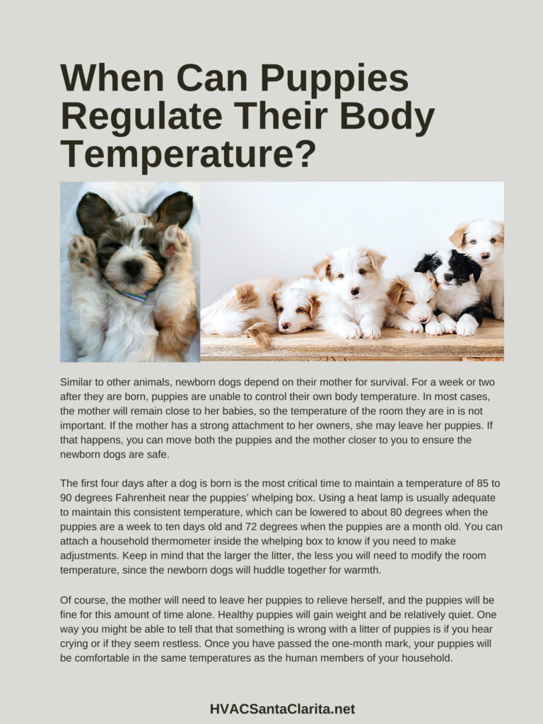 what should the room temperature be for newborn puppies