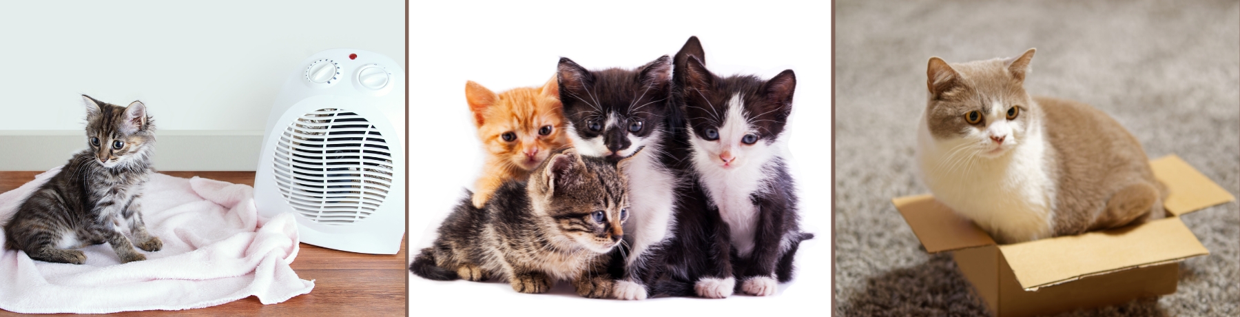 What temperature is comfortable for indoor cats