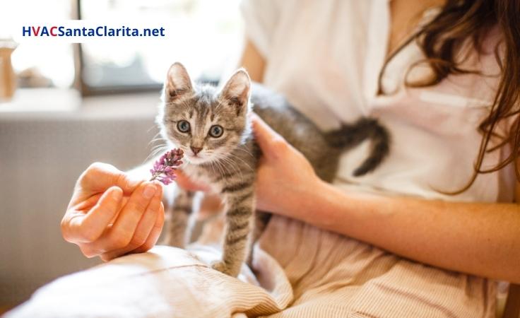 What Temperature is Good for Kittens