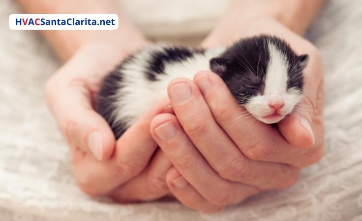 Ideal Temperature for kittens