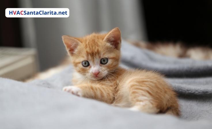 Healthy indoor temperature for cats