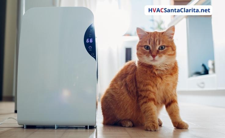 best indoor temperature for kittens