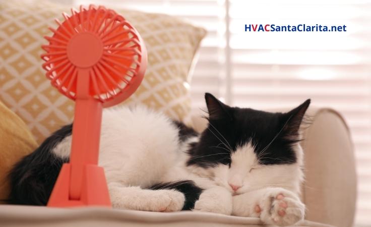 Ideal temperature for kittens