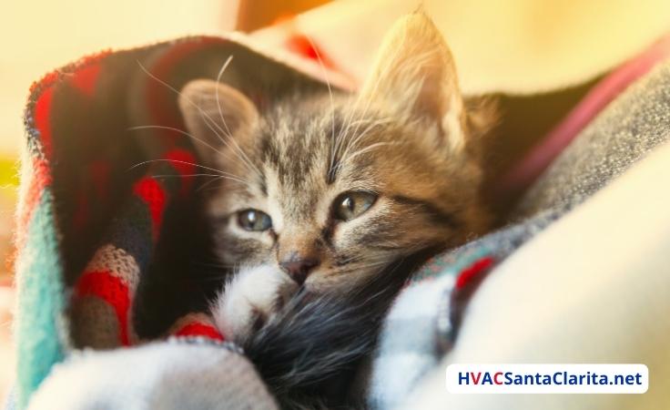 House too cold for kitten